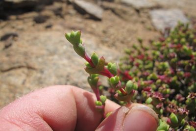 Ruschia brakdamensis, photographed by James Deacon
