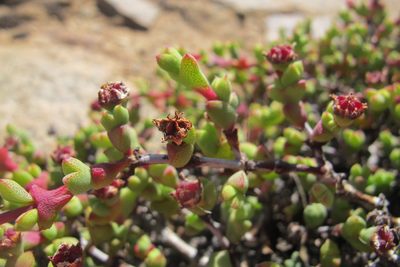 Ruschia brakdamensis, photographed by James Deacon