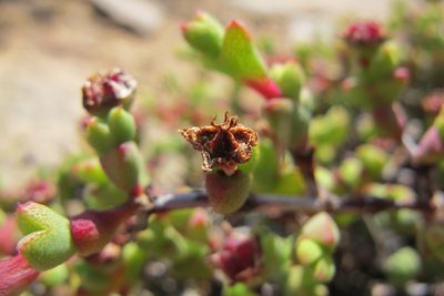 Ruschia brakdamensis, photographed by James Deacon