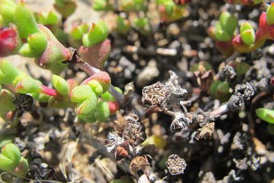 Ruschia brakdamensis, photographed by James Deacon
