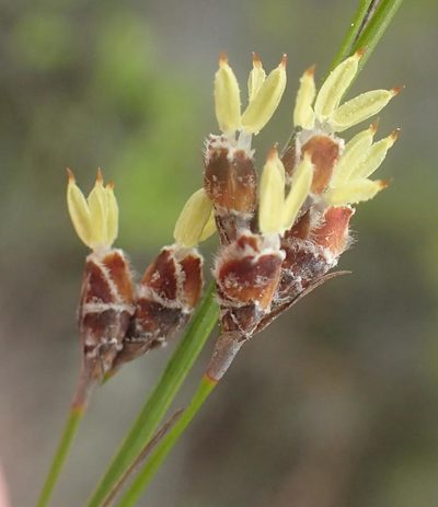 Tetraria fimbriolata, photographed by Nicola van Berkel