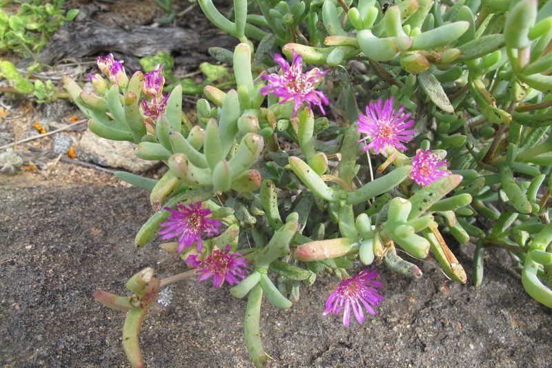 Leipoldtia schultzei, photographed by James Deacon