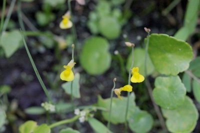 Utricularia bifida, photographed by Agnes Trekker