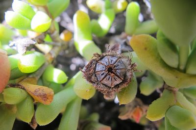 Schlechteranthus connatus, photographed by James Deacon