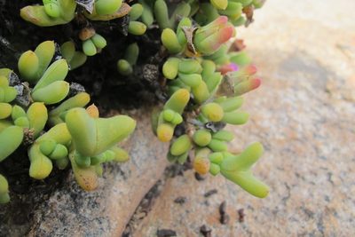 Schlechteranthus connatus, photographed by James Deacon