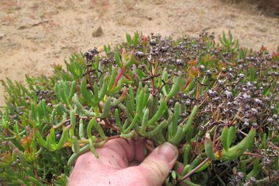 Ruschia viridifolia, photographed by James Deacon