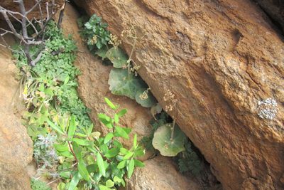 Crassula umbella, photographed by James Deacon