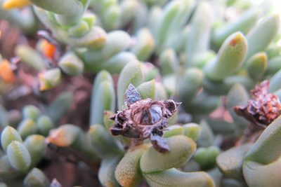 Schlechteranthus connatus, photographed by James Deacon