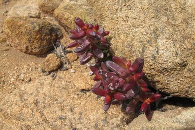 Crassula brevifolia, photographed by James Deacon