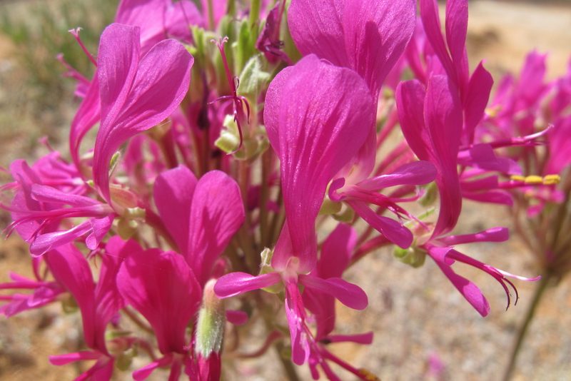 Pelargonium incrassatum, photographed by James Deacon