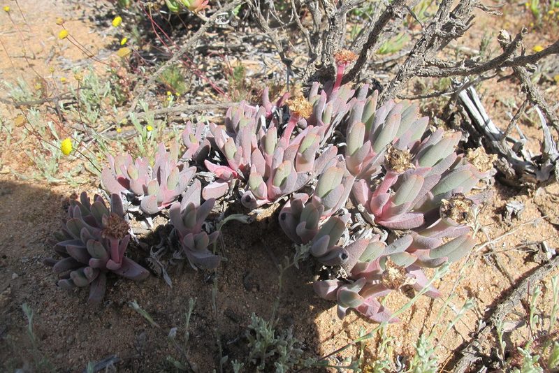 Cheiridopsis derenbergiana, photographed by James Deacon