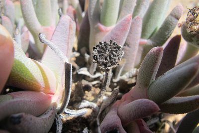 Cheiridopsis derenbergiana, photographed by James Deacon