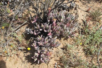 Cheiridopsis derenbergiana, photographed by James Deacon