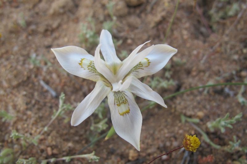 Moraea filicaulis, photographed by James Deacon
