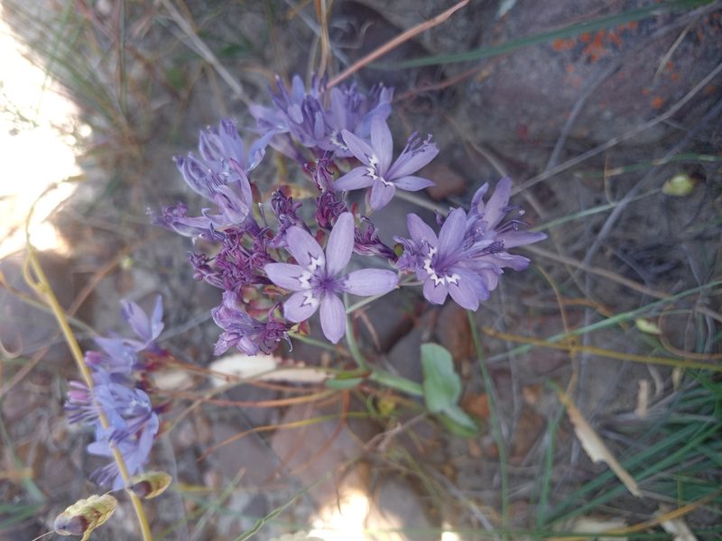 Codonorhiza elandsmontana, photographed by bullwooding