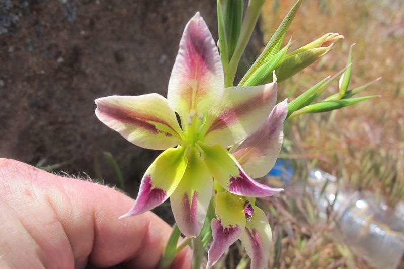 Gladiolus scullyi, photographed by James Deacon