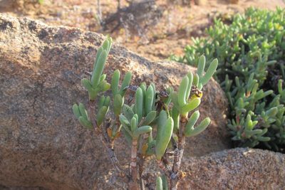 Schlechteranthus connatus, photographed by James Deacon