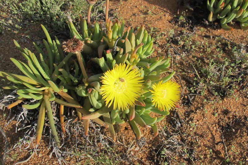 Cheiridopsis pearsonii, photographed by James Deacon