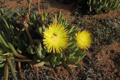 Cheiridopsis pearsonii, photographed by James Deacon