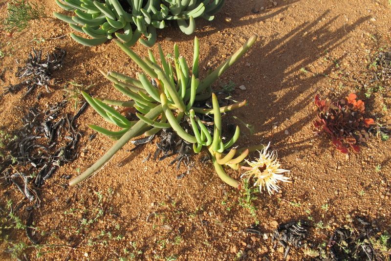 Cephalophyllum pillansii, photographed by James Deacon