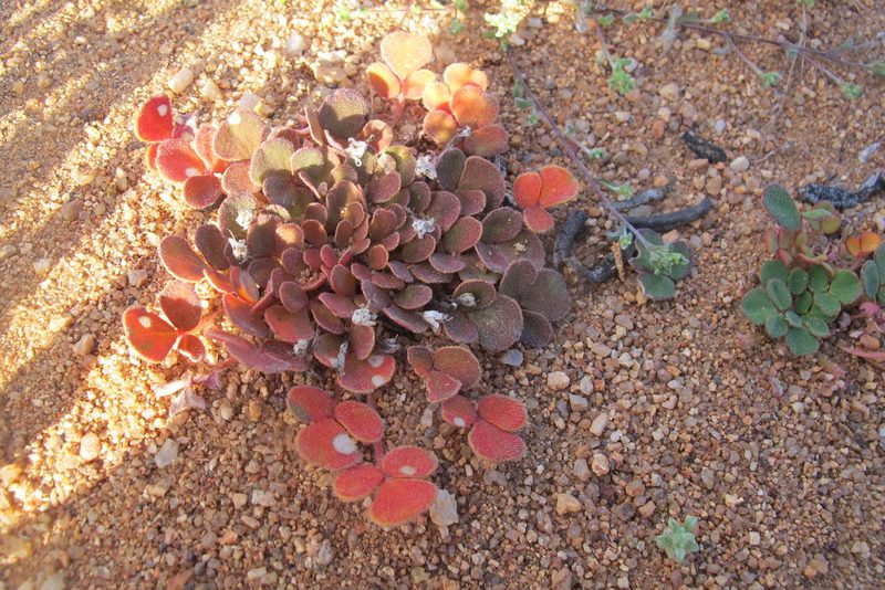 Oxalis pulchella, photographed by James Deacon