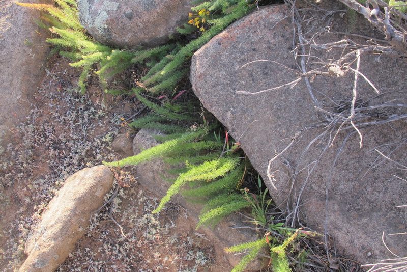Asparagus juniperoides, photographed by James Deacon
