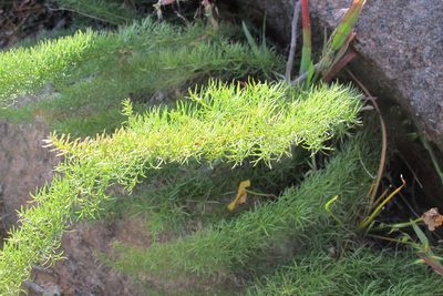 Asparagus juniperoides, photographed by James Deacon
