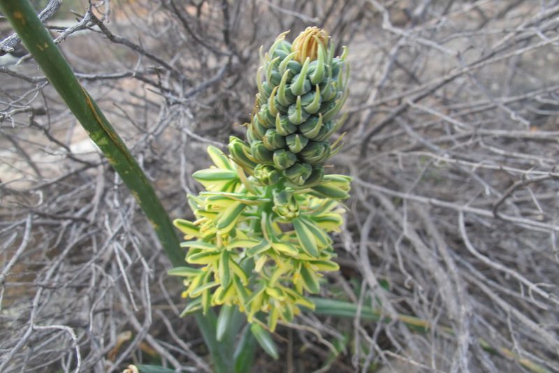 Coilonox namaquanum, photographed by James Deacon