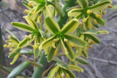 Coilonox namaquanum, photographed by James Deacon