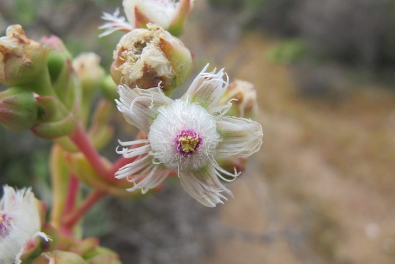Stoeberia frutescens, photographed by James Deacon