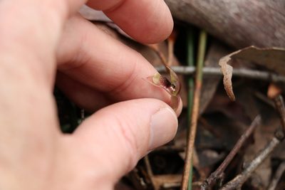 Chiloglottis sphaerula, photographed by Greg Tasney