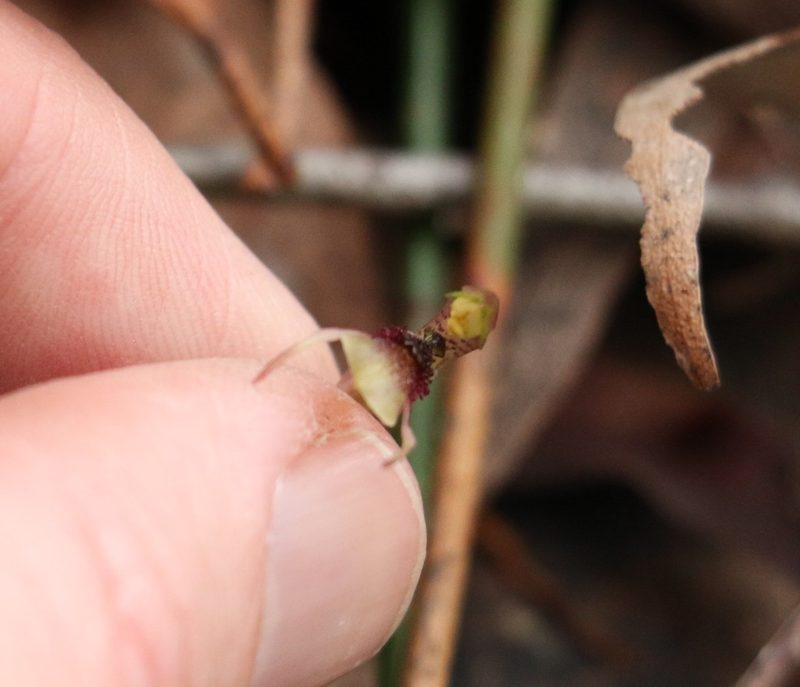 Chiloglottis sphaerula, photographed by Greg Tasney