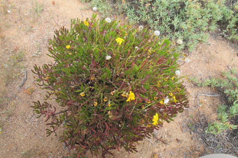 Crassothonna floribunda, photographed by James Deacon