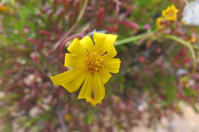 Crassothonna floribunda, photographed by James Deacon