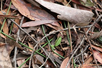 Chiloglottis sphaerula, photographed by Greg Tasney