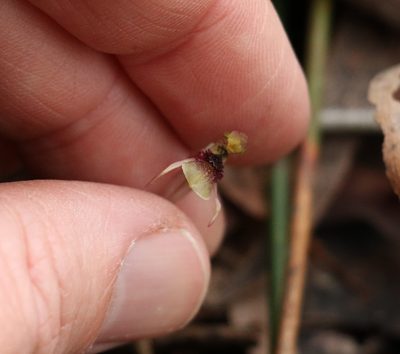 Chiloglottis sphaerula, photographed by Greg Tasney