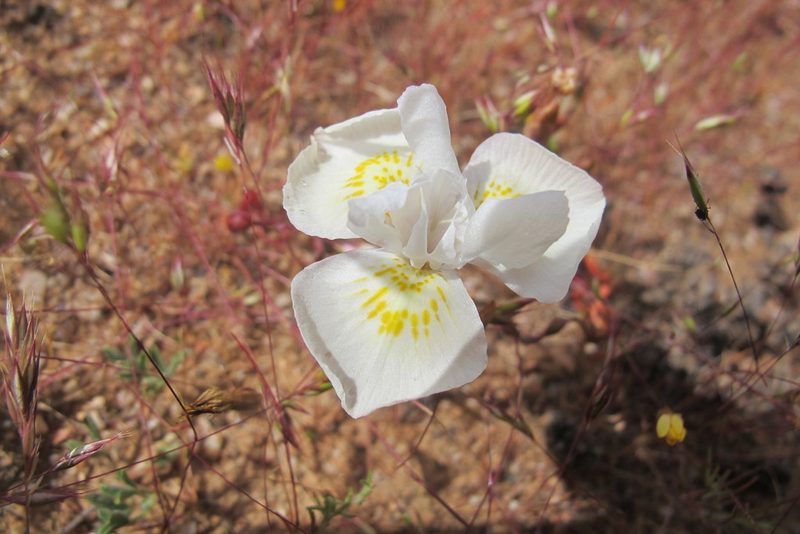 Moraea serpentina, photographed by James Deacon