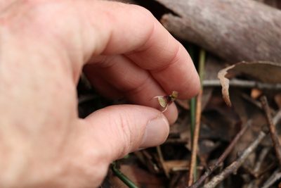 Chiloglottis sphaerula, photographed by Greg Tasney