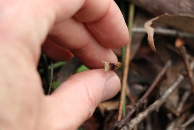Chiloglottis sphaerula, photographed by Greg Tasney