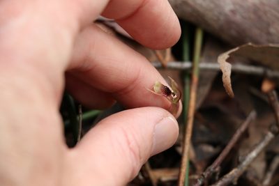 Chiloglottis sphaerula, photographed by Greg Tasney