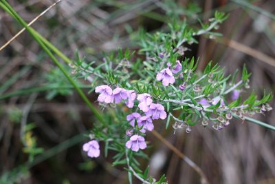 Prostanthera scutellarioides, photographed by Greg Tasney