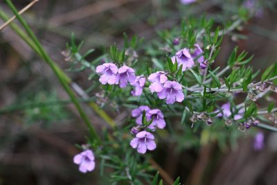 Prostanthera scutellarioides, photographed by Greg Tasney