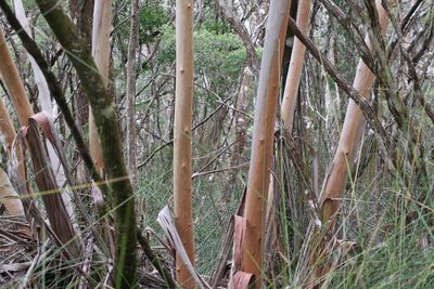 Eucalyptus microcodon, photographed by Greg Tasney