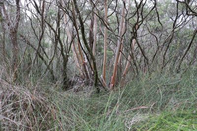 Eucalyptus microcodon, photographed by Greg Tasney