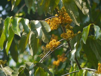 Gymnacranthera canarica, photographed by Dinesh Valke