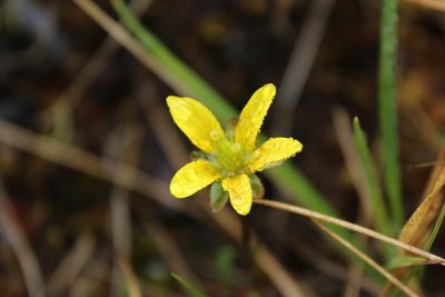 Saxifraga hirculus, photographed by nina_nesterova