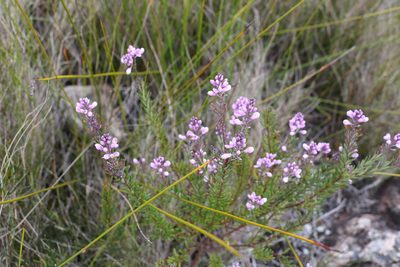 Comesperma esulifolium, photographed by Greg Tasney
