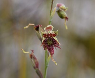 Calochilus paludosus, photographed by Greg Tasney