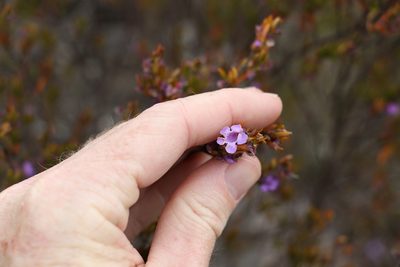 Prostanthera scutellarioides, photographed by Greg Tasney