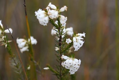 Epacris obtusifolia, photographed by Greg Tasney